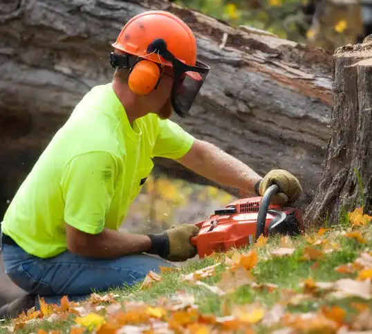 tree services Lakeside